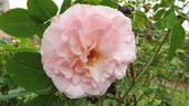 Graciosa rose photo