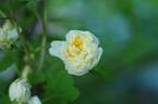 La Perle rose photo