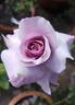 Sweetness ™ rose photo