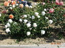 Elvis® rose photo