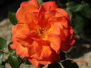 Hallé rose photo