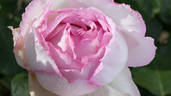 Pink Yves Piaget rose photo