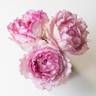 Pink Yves Piaget rose photo