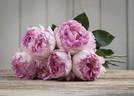 Pink Yves Piaget rose photo