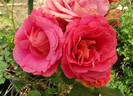 Emma Haftl rose photo