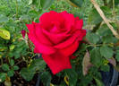 Cesar E. Chavez ™ rose photo
