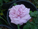 Moonlight Magic rose photo