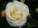 Frederic Chopin rose photo