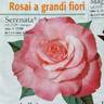 Serenata ® rose photo
