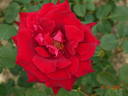 Perfectly Red ™ rose photo