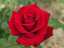 Perfectly Red ™ rose photo