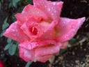 Peach Beauty rose photo