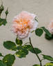 Tea Clipper rose photo