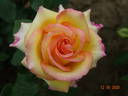 Aruba rose photo