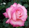 CHEWgemwin rose photo