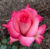 CHEWgemwin rose photo