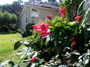 Invitation (hybrid tea, Swim rose photo