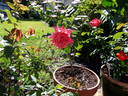 Invitation (hybrid tea, Swim rose photo