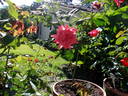 Invitation (hybrid tea, Swim rose photo