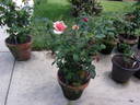 Comtesse Vandal rose photo