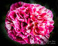 George Burns ™ rose photo
