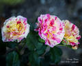 George Burns ™ rose photo