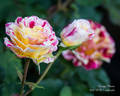 George Burns ™ rose photo