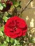Prince Meillandina, Cl. rose photo