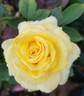Shining Hour ™ rose photo
