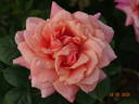 Budateteni rose photo