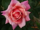 Budateteni rose photo