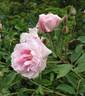 Indica Major rose photo