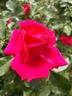 High Society ™ rose photo