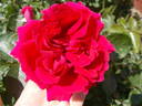 High Society ™ rose photo