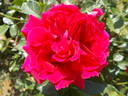 High Society ™ rose photo