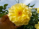 Gardeners Glory rose photo