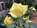 China Girl rose photo