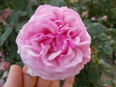 Florence Ducher ® rose photo