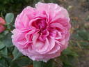 Florence Ducher ® rose photo