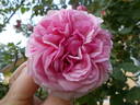 Florence Ducher ® rose photo