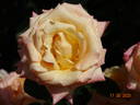 Prince Rainier III rose photo