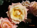 Prince Rainier III rose photo