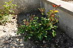 Moraya Rouge® rose photo