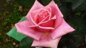 Dr. Malcolm Manners ™ rose photo