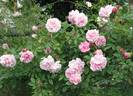 Indica Major rose photo