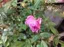 Sweet Fairy rose photo