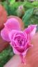 Sweet Fairy rose photo