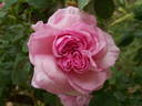 Florence Ducher ® rose photo