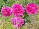 Daphné rose photo