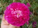 Daphné rose photo